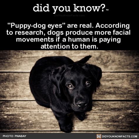 Puppy Dog Eyes Are Real According To Research Did You Know