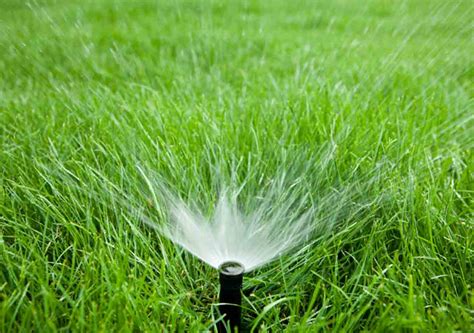 The Best Grass Watering Tips For A Quality Green Lawn Best Pick Reports