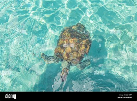 Green Sea Turtle Swimming In The Shallow Water At Playa Grandi Playa Piscado On The Caribbean