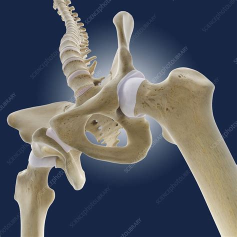 Hip Anatomy Artwork Stock Image C0131426 Science Photo Library
