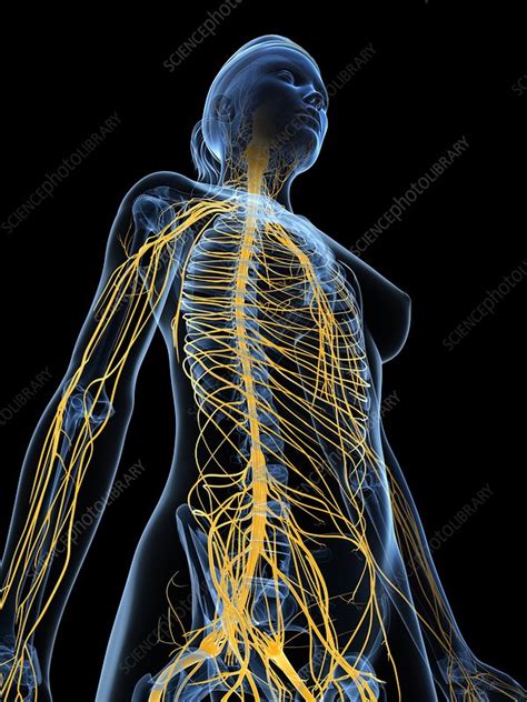 Female Nervous System Artwork Stock Image F0056380 Science