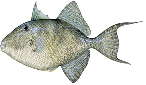 Gray Triggerfish Gulf Of Mexico Fishery Management Council