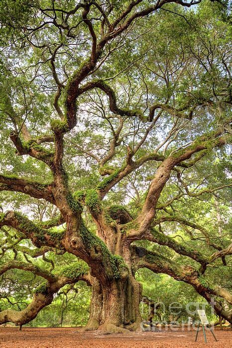 The Angel Oak Tree On Johns Island Near Charleston South Carolina