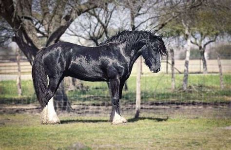 black shire horses  sale