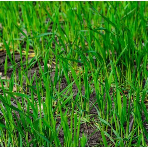 2000pcs Tall Fescue Green Grass Seed Festuca Arundinacea Lawn Field