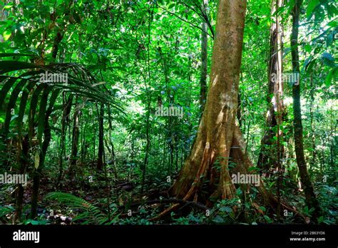 Trees In The Rainforest Stock Photo Alamy