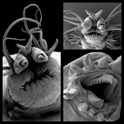 Fruit fly invasions are a fact of life in the worm composting world, and they can be unpleasant guests, but they are not harmful to your worms or in. Deep Sea Worms viewed under Electron Microscope : WTF
