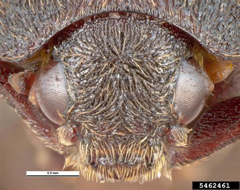 Maybe you would like to learn more about one of these? black larder beetle, Dermestes haemorrhoidalis (Coleoptera ...