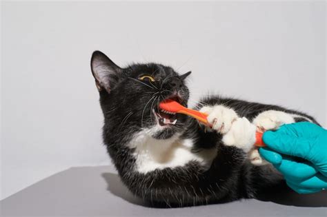 Most Common Cat Dental Problems Merced Vets