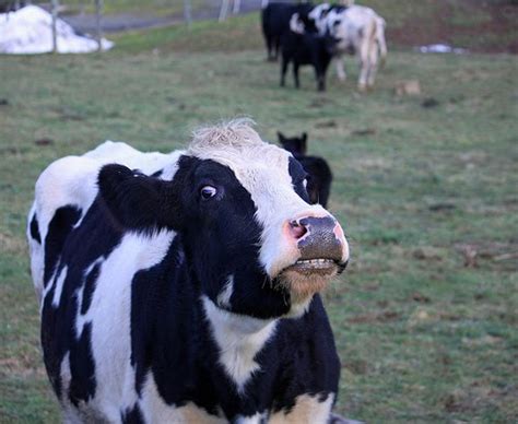 Funny Animals Funny Cow Face