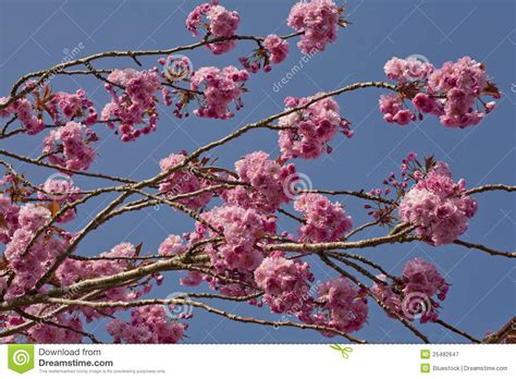 Pink Cherry Blossom Tree Stock Image Image Of Growth