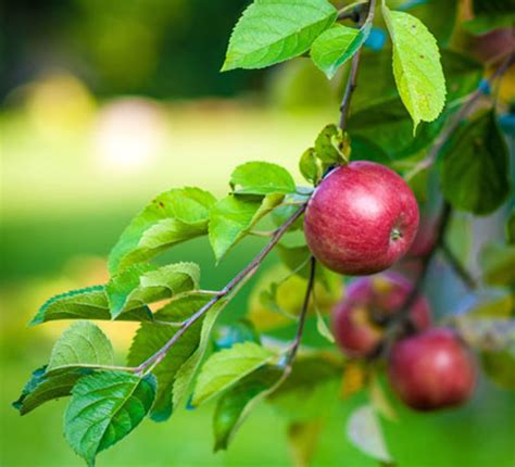 Heirloom Apple Trees to Plant at Home - Horticulture