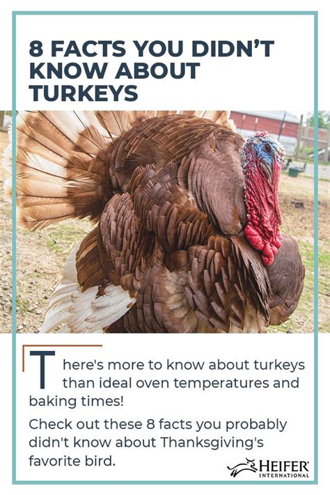 8 facts about turkeys heifer international turkey facts heifer international facts you