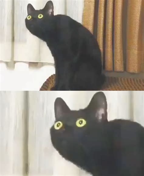 Oh No Cat Blank Template Imgflip