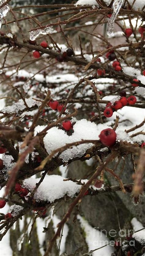 Snowberries Photograph By Sabrina Kelley Fine Art America