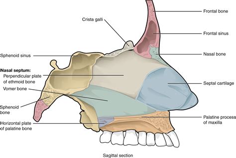 Describe The Size And Components Of The Nasal Cavity