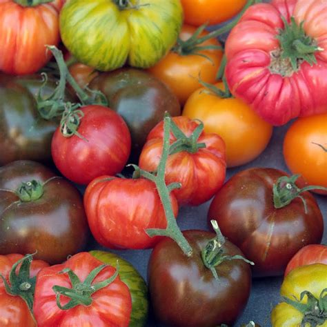 Sale 5 Varieties Organic Heirloom Tomato Seeds