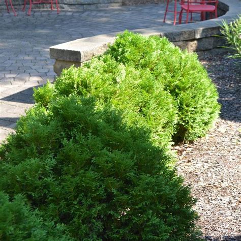 Thuja Occidentalis Mr Bowling Ball® Bobazam Arborvitae Garden