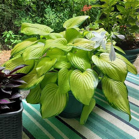 Stained Glass Hosta Plants For Sale