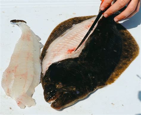 How To Fillet Flounder To Maximize The Size Of The Fillets