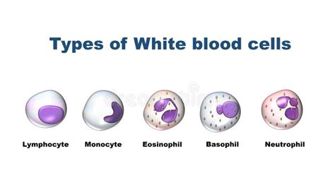 White Blood Cells Leukocytes Types Stock Vector Illustration Of