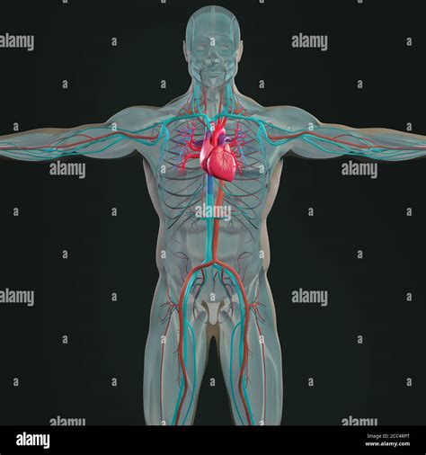 Anatomy Illustration Of Human Heart Inside Body X Ray 3d Illustration