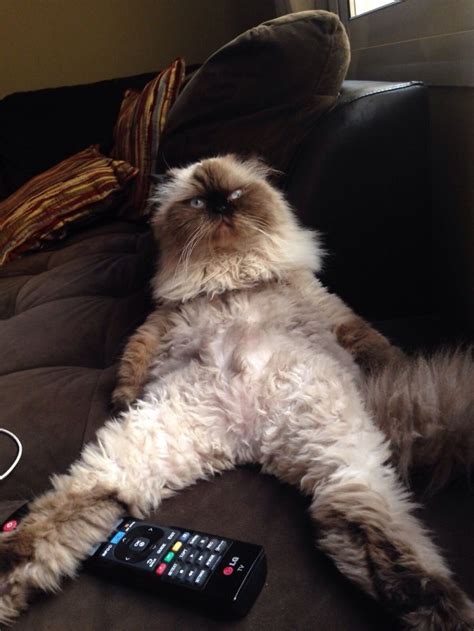 15 Cats That Are Simply Acting Really Weird Catlov