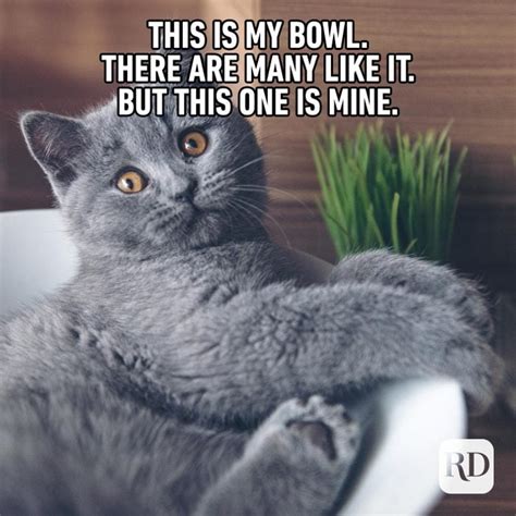 100 Funniest Cat Memes Ever Chegospl