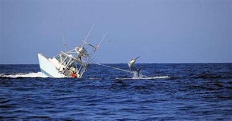 Black Marlin Allegedly Sinking The Fishing Boat Album On Imgur