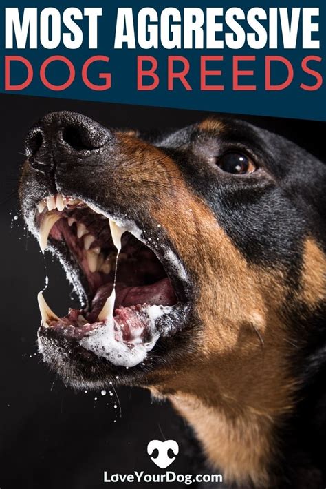 Most Aggressive Dog Breeds What Breeds Are Considered Dangerous Artofit
