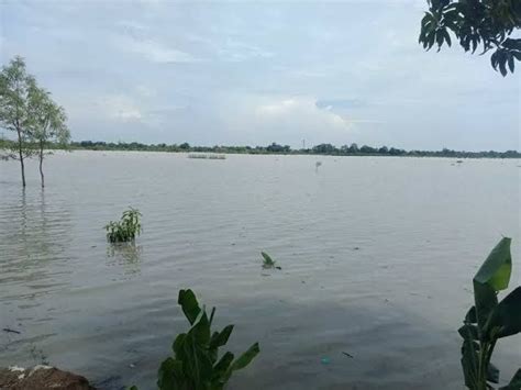 Ribuan Hektar Sawah Di Lampung Selatan Terendam Banjir