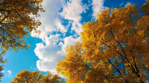 Cloudy Blue Sky Above Yellow Autumn Trees During Daytime 4k Hd Nature