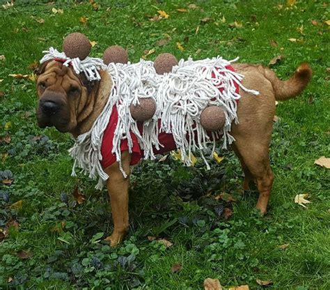 Diy Spaghetti And Meatballs Dog Costume Diy Dogcostume Dog Costume