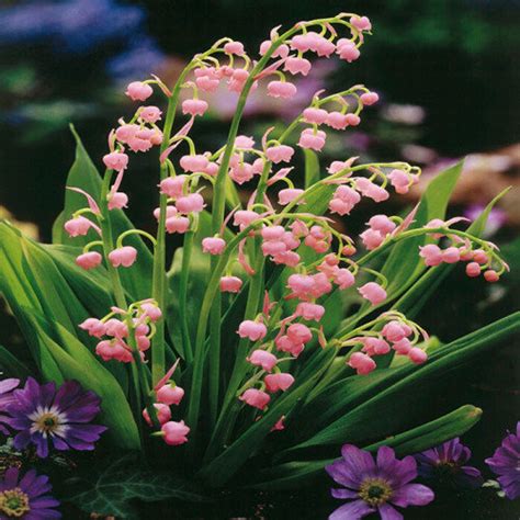 PINK LILY Of The VALLEY Fragrant Perennial Wildflower Shade Etsy