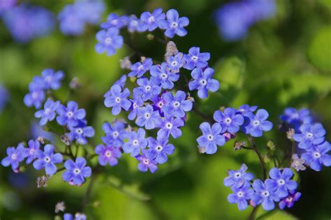 Free Images Blossom Flower Bloom Spring Botany Blue Close