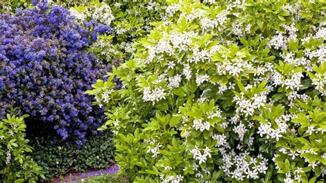 Fragrant Evergreens To Plant Now Weekend The Times
