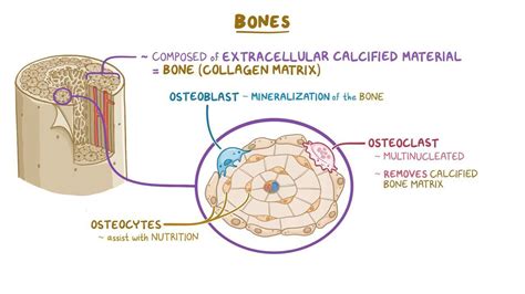 Bone Matrix Diagram
