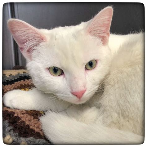 Adopt Myles On Petfinder Animal Shelter Short Hair Cats Domestic