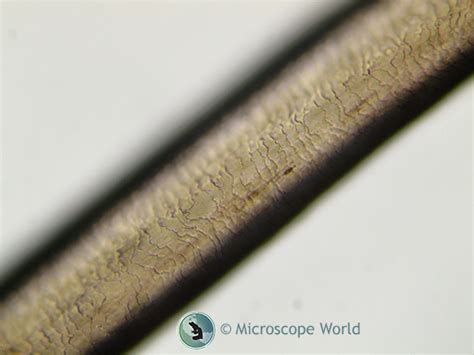Hair Under Microscope Human Hair Under Microscope Zoomed 400x