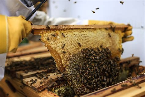 Rebekah, bee thinking education coordinator, walks you through all of the features of our bee thinking top bar hive. Top Bar Hives - Learn About Top Bar Hives