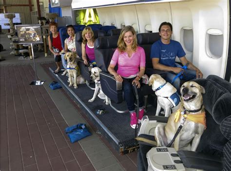 American airlines has just announced the creation of pet cabins, where pet owners may easily secure a carrier, with a pup or cat inside, for a more comfortable transcontinental flight. A Hollywood studio where dogs learn to fly - TODAY.com