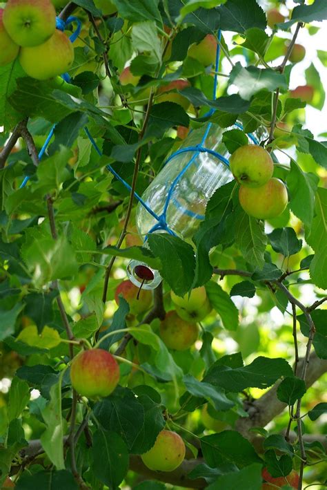 Pest control in san antonio. Watering bottle in apple tree | Apple tree, Watering, Apple