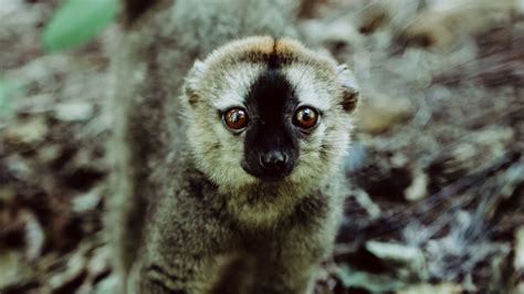 Wallpaper Lemur Animal Glance Primate Wildlife Hd Picture Image