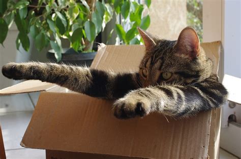 Science Provides 3 Theories To Why Cats Love Boxes So Much