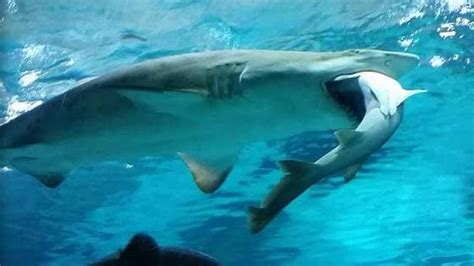 Shark Bites 17 Year Old Kentucky Girl On Leg Off Florida Coast