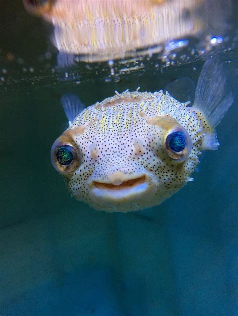What Do Puffer Fish Eat