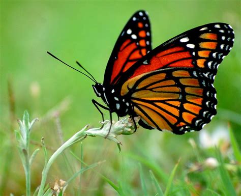 Habit 2 For Amazing Photographs Beautiful Butterflies Most