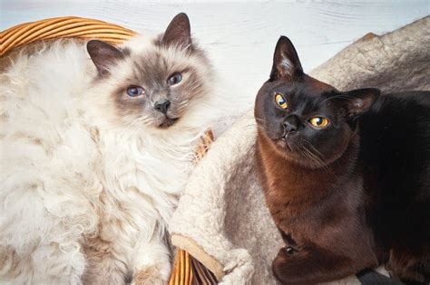 Feline 411 All About Burmese Cats Cattitude Daily