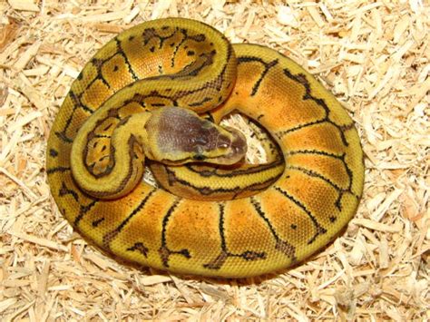 Ball Python Morphs | All About Snake World - Snake Tattoo Design