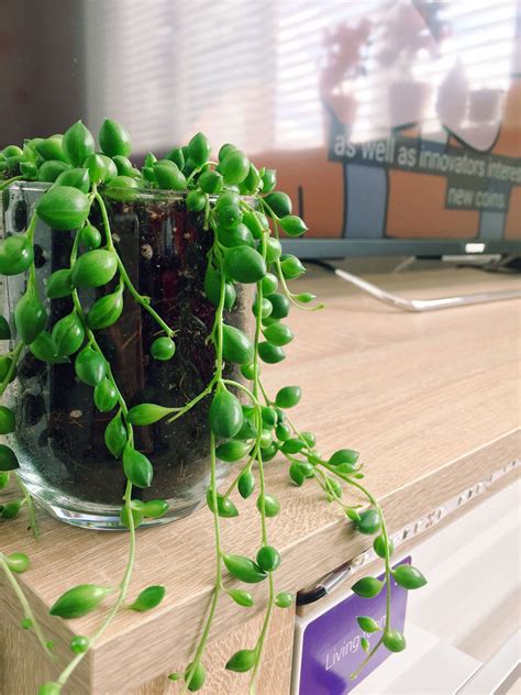 String Of Pearls Peas Rosary Beads Vine Succulent Indoor Plant Glass